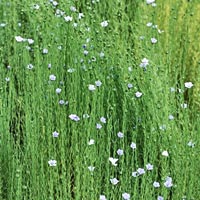 Flax ткань что это. Смотреть фото Flax ткань что это. Смотреть картинку Flax ткань что это. Картинка про Flax ткань что это. Фото Flax ткань что это